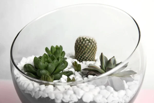 Florarium en verre avec différents succulents sur fond de couleur, gros plan — Photo