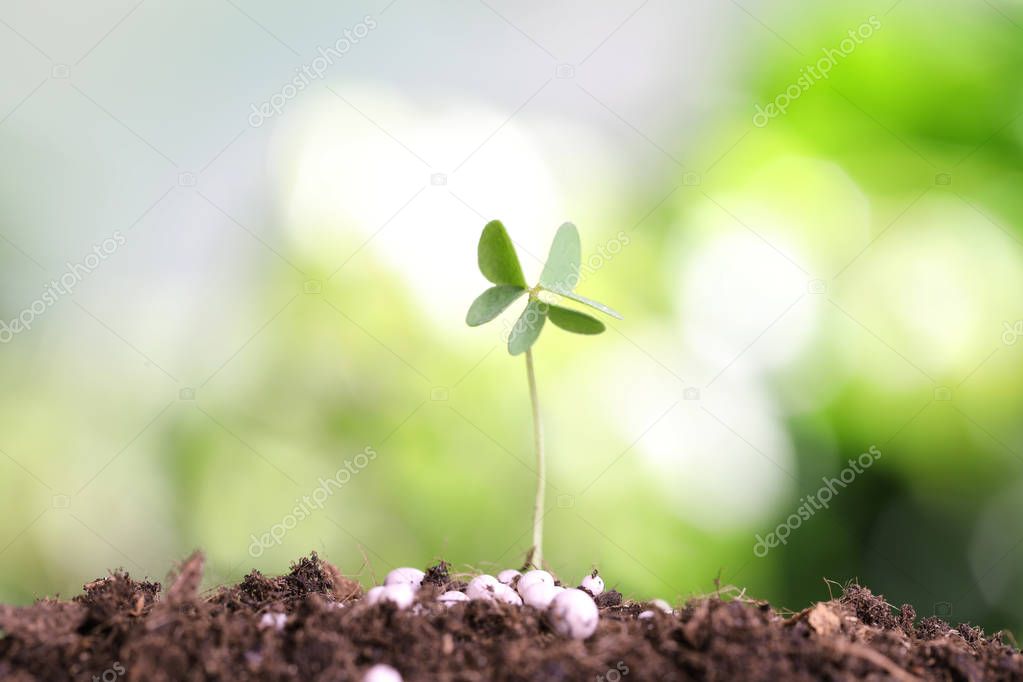 Growing plant and fertilizer on soil against blurred background. Gardening time