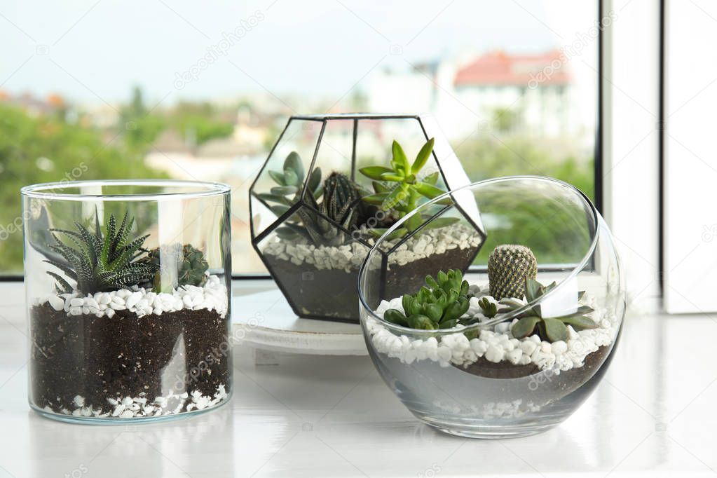 Glass florariums with different succulents on windowsill