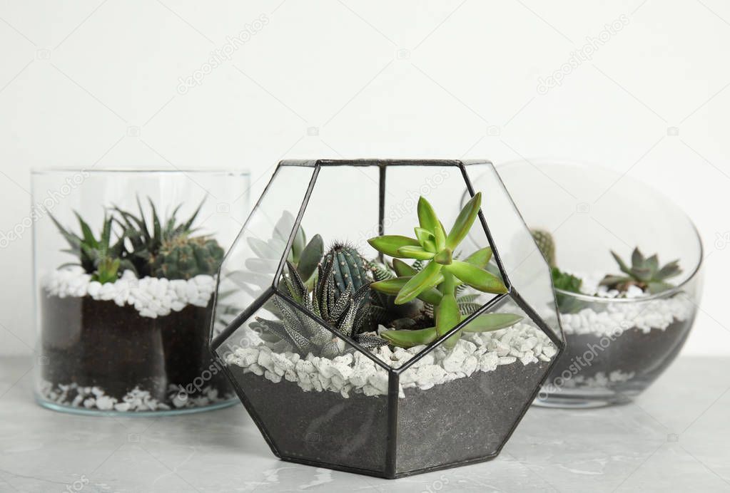 Glass florariums with different succulents on table against white background