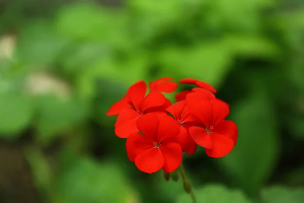 Hermosas flores de geranio rojo en el jardín de primavera. Espacio para texto —  Fotos de Stock