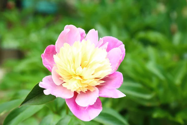 Linda flor de peônia rosa no jardim da primavera. Espaço para texto — Fotografia de Stock