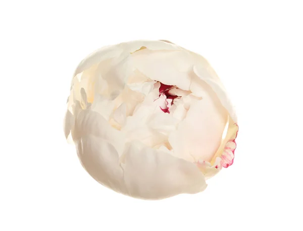 Schöne frische Pfingstrose Blume auf weißem Hintergrund, Draufsicht — Stockfoto