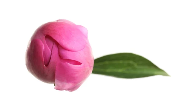 Bocciolo chiuso di fiore di peonia isolato su bianco, vista dall'alto — Foto Stock