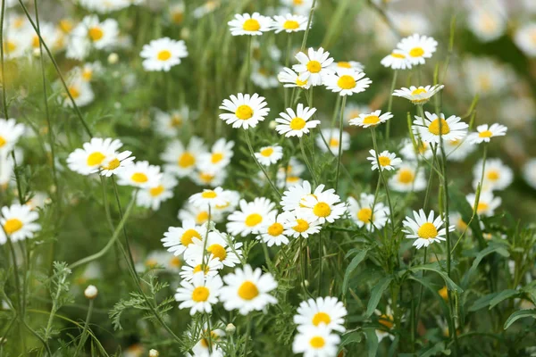 Красиві весняні квіти в саду в сонячний день — стокове фото