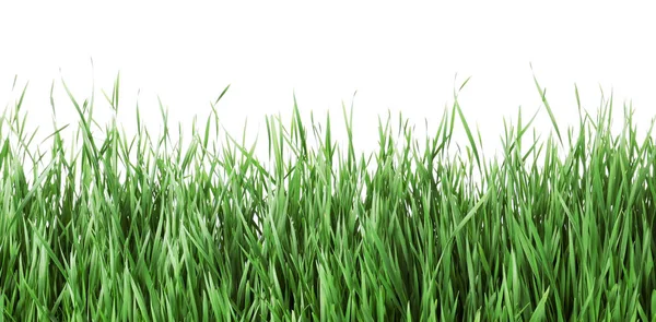 Bella erba verde vibrante su sfondo bianco — Foto Stock