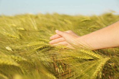 Güneşli yaz gününde buğday tarlasında kadın, el altında yakın çekim. İnanılmaz doğa