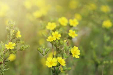 Güneşli bir günde açık havada güzel yabani çiçekler. Yazın inanılmaz doğa