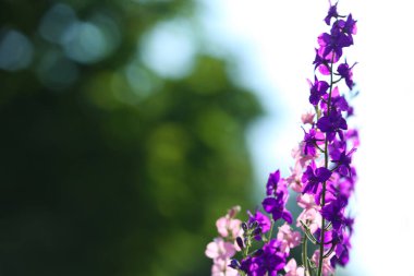 Bulanık arka planda güzel yabani çiçekler, metin için alan. Yazın inanılmaz doğa