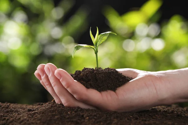 Woman holding young green seedling in soil against blurred background, closeup — Stock Photo, Image