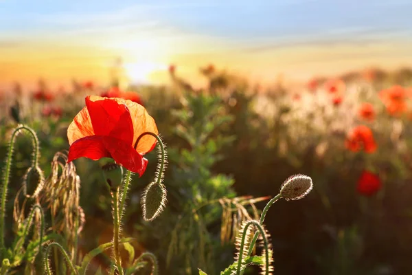 Schön blühender roter Mohn im Feld bei Sonnenuntergang. Raum für Text — Stockfoto