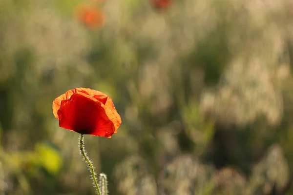 Bella fioritura fiore di papavero rosso in campo nella giornata di sole. Spazio per testo — Foto Stock