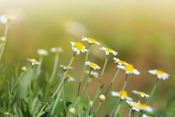 Hermosas flores silvestres al aire libre en el día soleado. Increíble naturaleza en verano — Foto de Stock