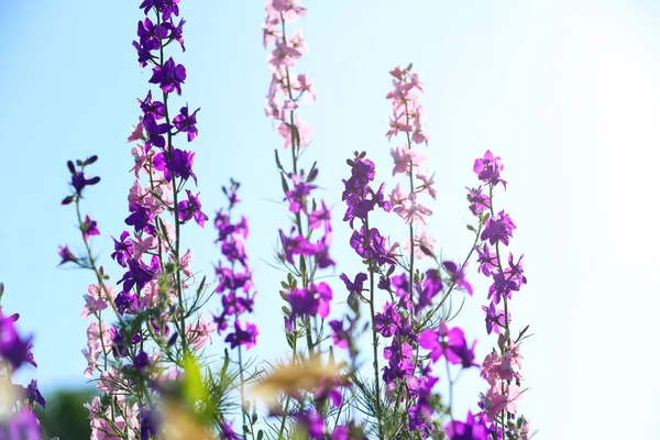 Hermosas flores silvestres al aire libre en el día soleado. Increíble naturaleza en verano — Foto de Stock