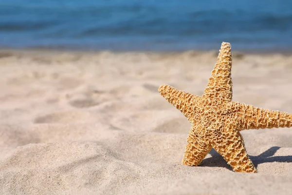 Starfish at sandy beach on sunny day. Space for text — Stock Photo, Image