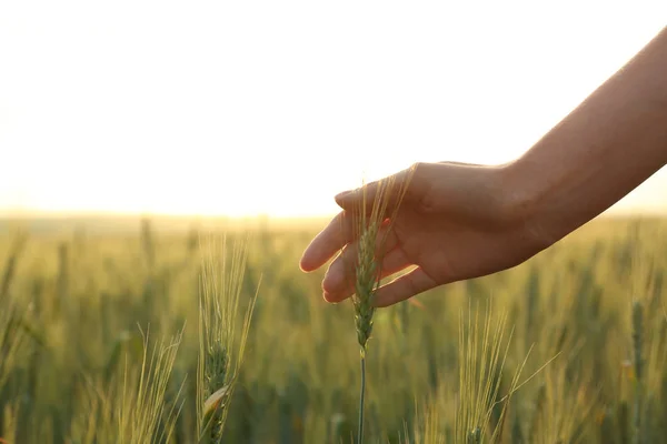 Женщина на пшеничном поле на закате, крупным планом. Удивительная летняя природа — стоковое фото