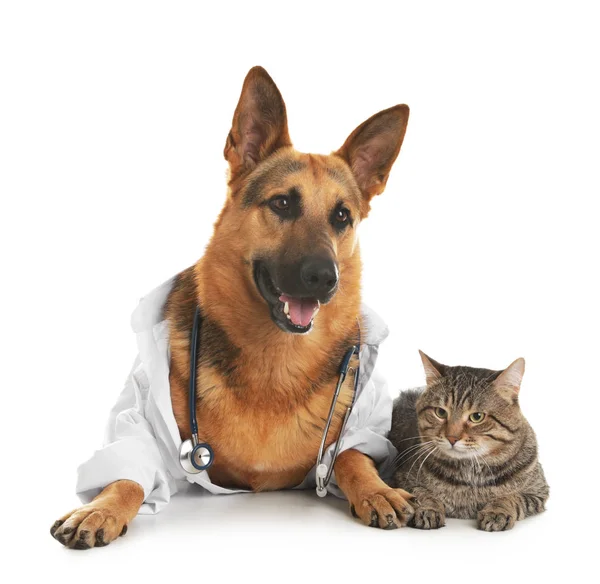 German shepherd with stethoscope dressed as veterinarian doc and cat on white background — Stock Photo, Image