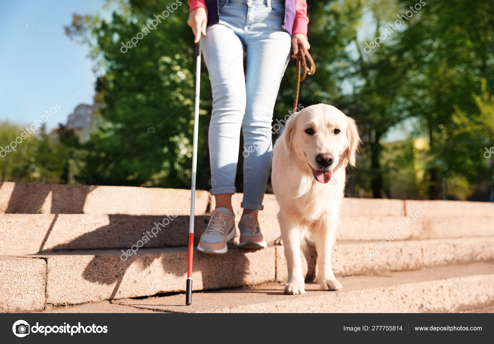 How Do Blind Dogs Help Stairs