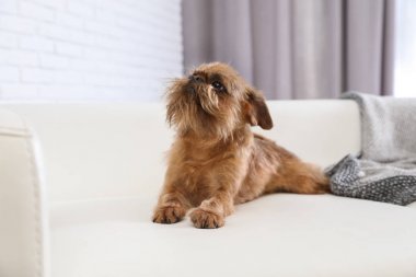 Evde kanepede sevimli Brüksel Griffon köpek. Sevimli dostu evcil hayvan