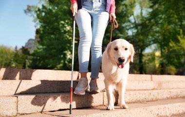 Guide dog helping blind person with long cane going down stairs outdoors clipart