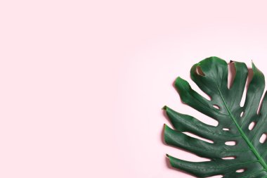 Renk arka plan üzerinde yeşil taze Monstera yaprak, metin alanı ile üst görünüm. Tropikal bitki