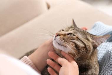 Kanepe, çekim sahibi ile sevimli tekir kedi. Dost canlısı Evcil hayvan