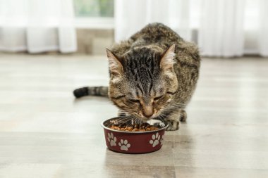 Sevimli tekir kedi kapalı katta kuru yemek yiyor. Dost canlısı evcil hayvan