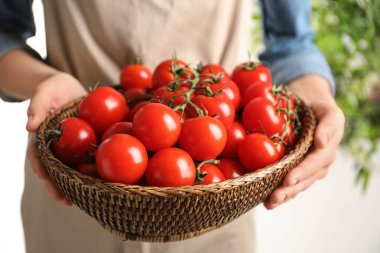 Hasır kaseyi olgun domateslerle tutan kadın, yakın plan.