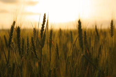 Gün batımında buğday tarlası. Yazın inanılmaz doğa.