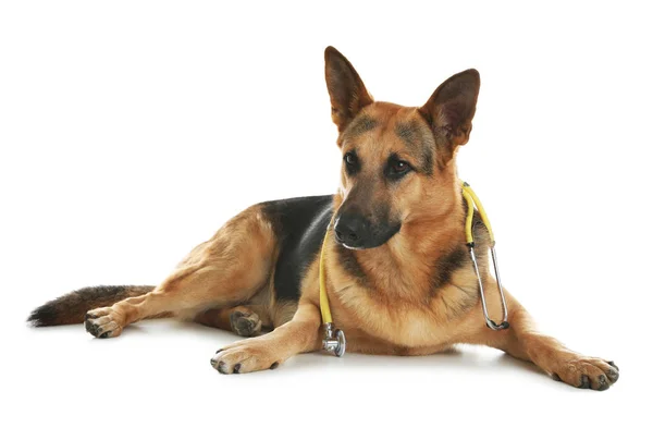白い背景の上の獣医として聴診器でかわいい犬 — ストック写真
