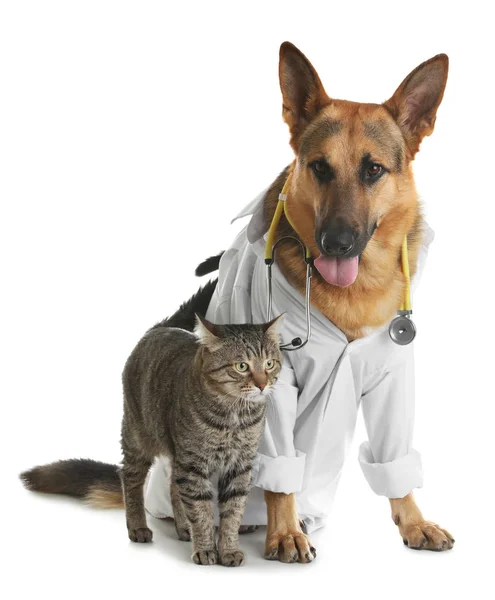 흰색 배경에 수의사로 옷을 입은 청진기를 가진 고양이와 개 — 스톡 사진