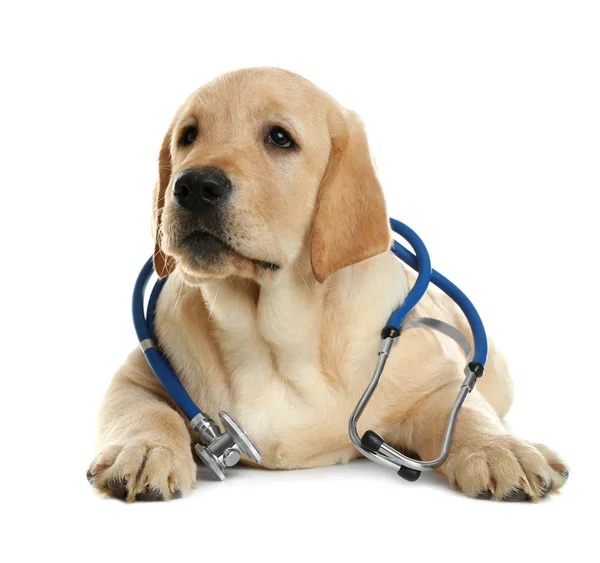 Милая собачка со стетоскопом в качестве ветеринара на белом фоне — стоковое фото