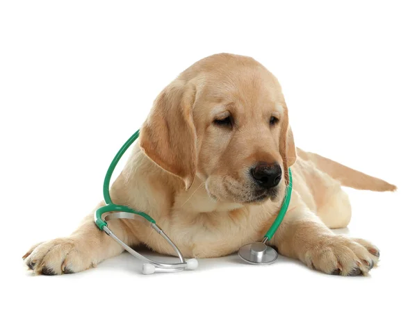 Cute little dog with stethoscope as veterinarian on white background — Stock Photo, Image