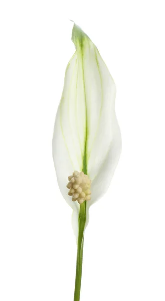 Красивая мирная лилия растение на белом фоне — стоковое фото