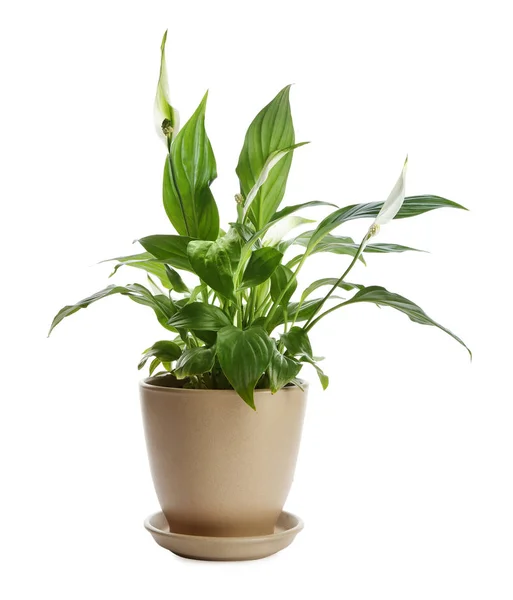 흰색 배경에 화분 평화 백합 식물 — 스톡 사진