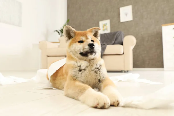 Cute Akita Inu Puppy leżącego na podłodze w pomieszczeniu — Zdjęcie stockowe