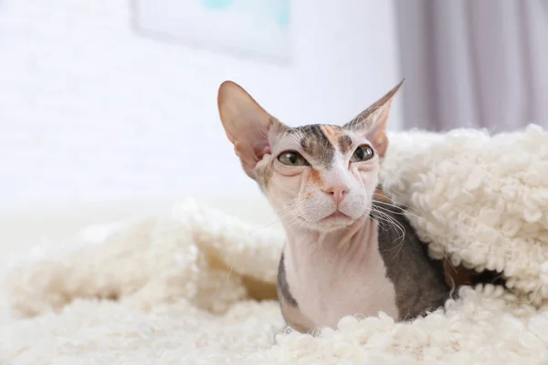 Sevimli Sphynx kedi evde kanepe üzerinde battaniye altında, metin için alan. Sevimli dostu evcil hayvan — Stok fotoğraf