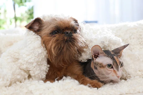 Adorable perro y gato debajo de la manta juntos en el sofá en casa. Amigos para siempre — Foto de Stock