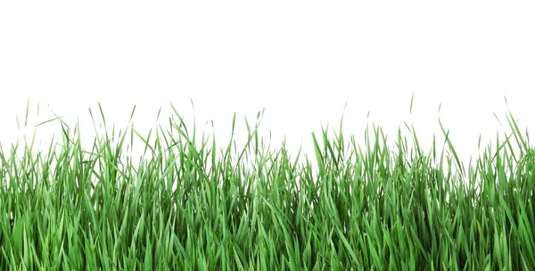 Beautiful vibrant green grass on white background — Stock Photo, Image