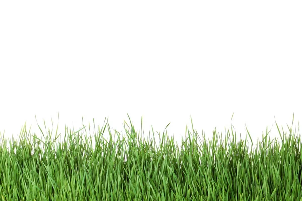 Bella erba verde vibrante su sfondo bianco — Foto Stock