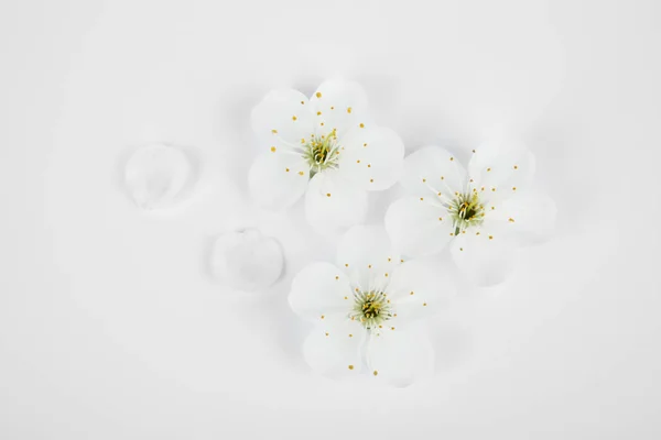 白い背景に咲く春の木の美しい花 — ストック写真