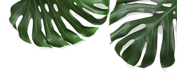 Green fresh monstera leaves on white background, top view. Tropical plant — Stock Photo, Image