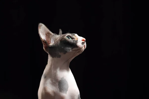 Chat sphynx mignon sur fond noir, espace pour le texte. Animaux amicaux — Photo