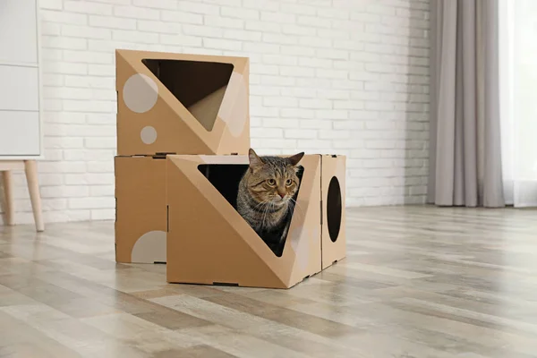 Симпатичный тэбби-кот рядом с картонным домиком в комнате. Дружелюбный питомец — стоковое фото