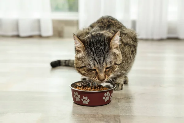 Χαριτωμένο γάτας γάτα τρώει ξηρά τροφή στο πάτωμα σε εσωτερικούς χώρους. Φιλικό κατοικίδιο — Φωτογραφία Αρχείου