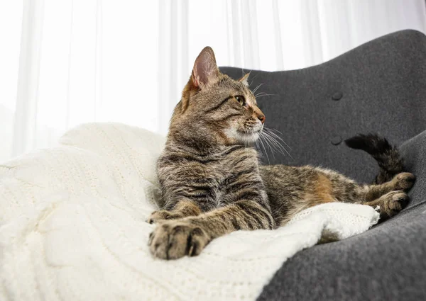 Mignon chat tabby couché dans un fauteuil à l'intérieur. Animaux amicaux — Photo