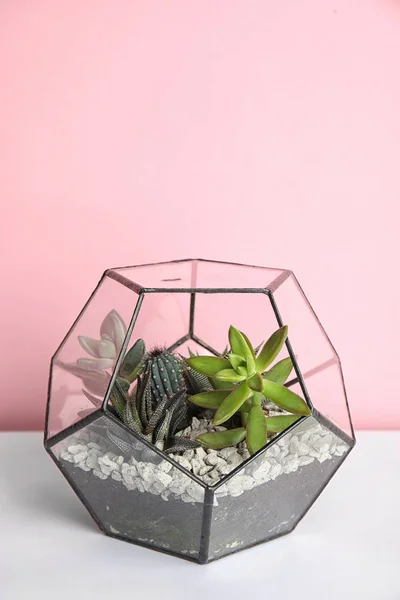 Florarium en verre avec différents succulents sur la table sur fond de couleur, espace pour le texte — Photo