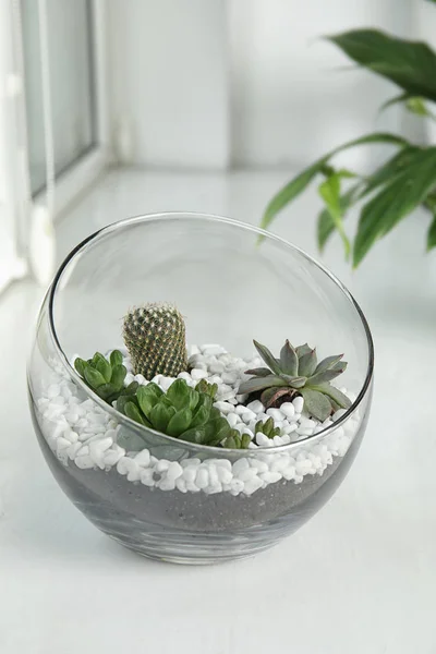 Florarium en verre avec différents succulents sur le rebord de la fenêtre — Photo