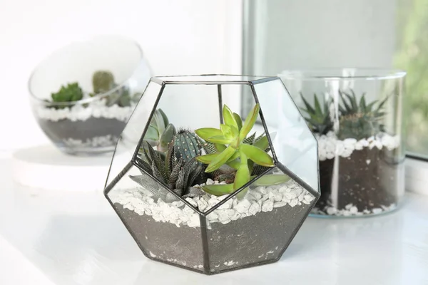 Florariums en verre avec différents succulents sur le rebord de la fenêtre — Photo