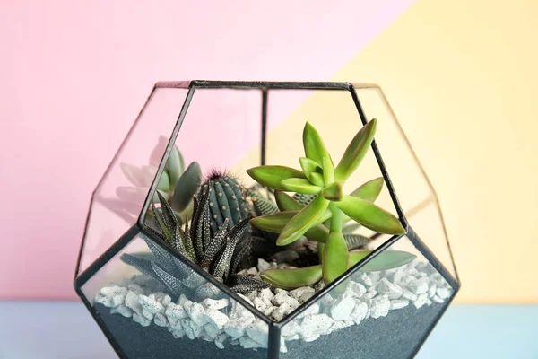 Скляна флораріум з різними сукулентами на кольоровому фоні, крупним планом — стокове фото